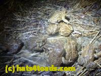 /home//u458753944/public_html/sourcegallery//Roxborough Toad Detour/2013-2019/2014/2014-04-07/P1140935.JPG